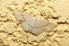 Cyclophora punctaria